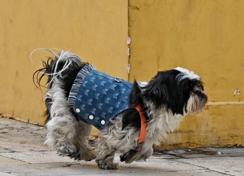 Fotografija 12 - FOTO Đir po gradu, nedjelja 24. studenog