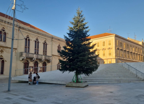 Fotografija 10 - Na Poljani postavljena prva prava šibenska jelka: Kod klizališta stigla ravno sa Šubićevca
