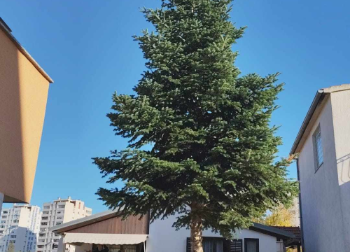 Fotografija 3 - Na Poljani postavljena prva prava šibenska jelka: Kod klizališta stigla ravno sa Šubićevca