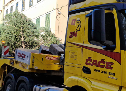 Fotografija 4 - Na Poljani postavljena prva prava šibenska jelka: Kod klizališta stigla ravno sa Šubićevca