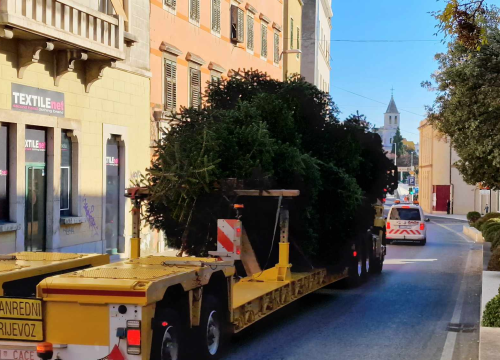 Fotografija 6 - Na Poljani postavljena prva prava šibenska jelka: Kod klizališta stigla ravno sa Šubićevca