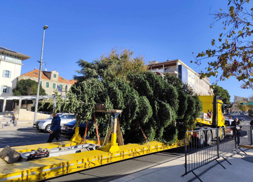 Fotografija 7 - Na Poljani postavljena prva prava šibenska jelka: Kod klizališta stigla ravno sa Šubićevca
