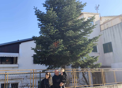 Fotografija 8 - Na Poljani postavljena prva prava šibenska jelka: Kod klizališta stigla ravno sa Šubićevca