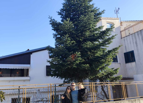 Fotografija 9 - Na Poljani postavljena prva prava šibenska jelka: Kod klizališta stigla ravno sa Šubićevca