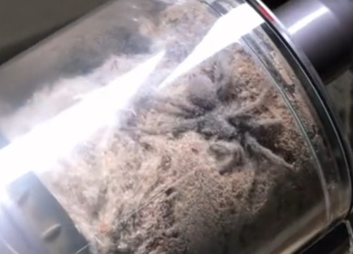 Kad je vidjela što je usisala, tri dana nije spavala u sobi