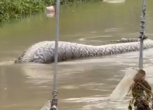 Zastrašujuće: U bujici vode pluta ogromna zmija