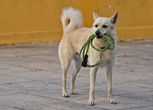 Fotografija 35 - FOTO Đir po gradu, subota 7. prosinca