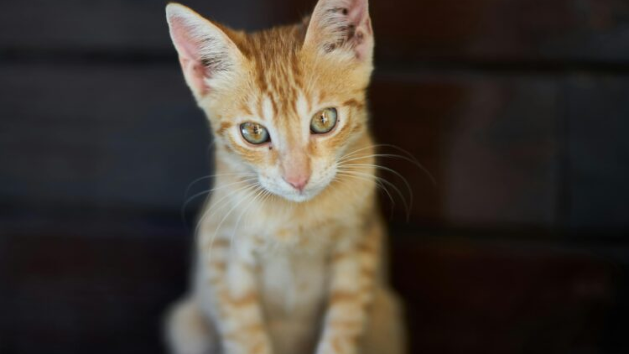 Konačno otkrivena tajna narančastih mački