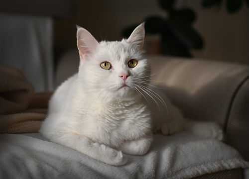 I mačkama je hladno. Koja temperatura je opasna za njih?