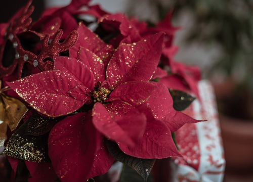 Evo kako je božićna zvijezda dobila ime i postala simbolom blagdana