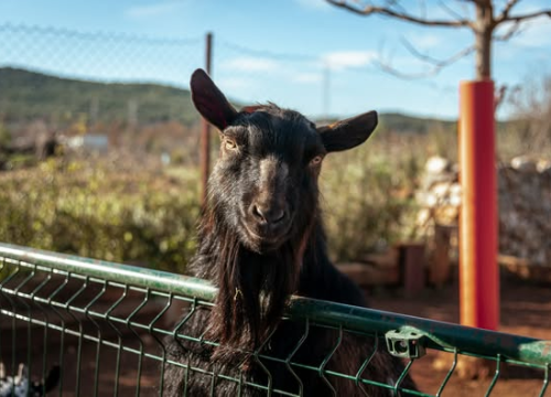 Fotografija 2 - Jelena, Nina i Srećko oduševe svakoga tko posjeti Happy Horse u Dubravi