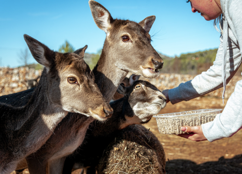 Fotografija 4 - Jelena, Nina i Srećko oduševe svakoga tko posjeti Happy Horse u Dubravi