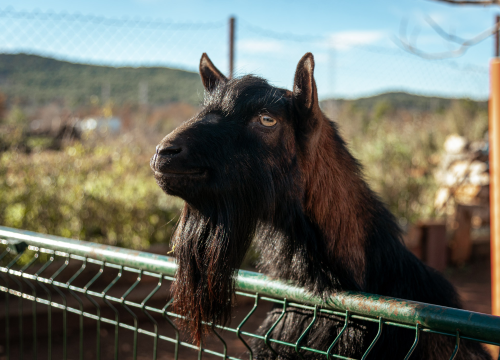 Fotografija 8 - Jelena, Nina i Srećko oduševe svakoga tko posjeti Happy Horse u Dubravi