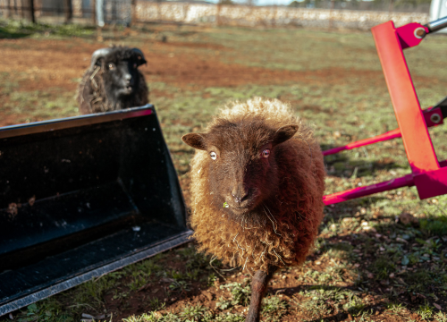 Fotografija 10 - Jelena, Nina i Srećko oduševe svakoga tko posjeti Happy Horse u Dubravi