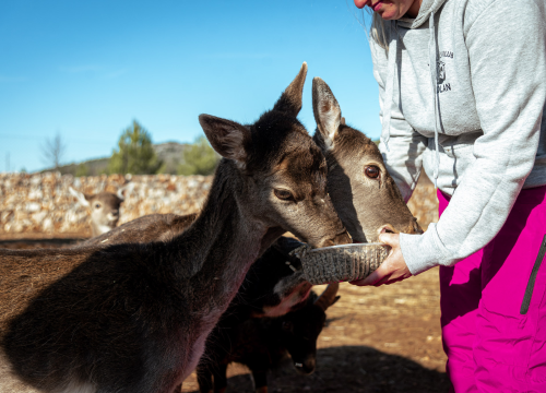 Fotografija 9 - Jelena, Nina i Srećko oduševe svakoga tko posjeti Happy Horse u Dubravi