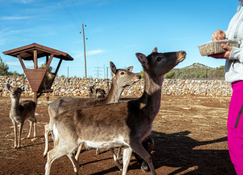Fotografija 13 - Jelena, Nina i Srećko oduševe svakoga tko posjeti Happy Horse u Dubravi