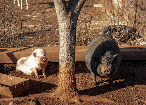 Fotografija 15 - Jelena, Nina i Srećko oduševe svakoga tko posjeti Happy Horse u Dubravi