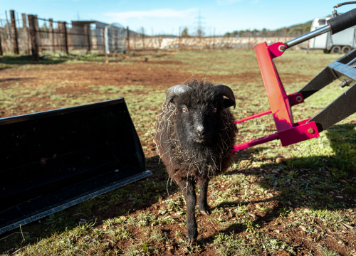 Fotografija 18 - Jelena, Nina i Srećko oduševe svakoga tko posjeti Happy Horse u Dubravi