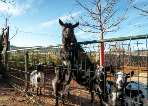 Fotografija 23 - Jelena, Nina i Srećko oduševe svakoga tko posjeti Happy Horse u Dubravi