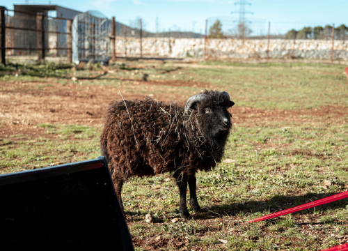 Fotografija 21 - Jelena, Nina i Srećko oduševe svakoga tko posjeti Happy Horse u Dubravi