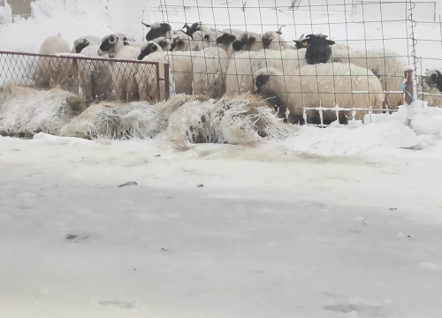 Fotografija 11 - U Lici iz snježne oluje spašeno 48 ljudi