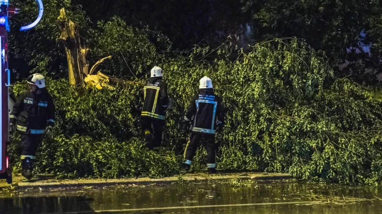 Šibenski vatrogasci uklanjali srušena stabla na Baldekinu uzrokovana jakom burom
