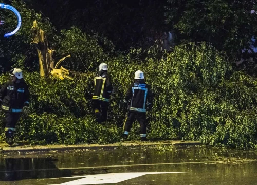 Šibenski vatrogasci uklanjali srušena stabla na Baldekinu uzrokovana jakom burom
