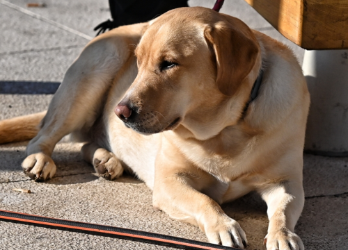 Fotografija 3 - FOTO Đir po gradu, srijeda 1. siječnja