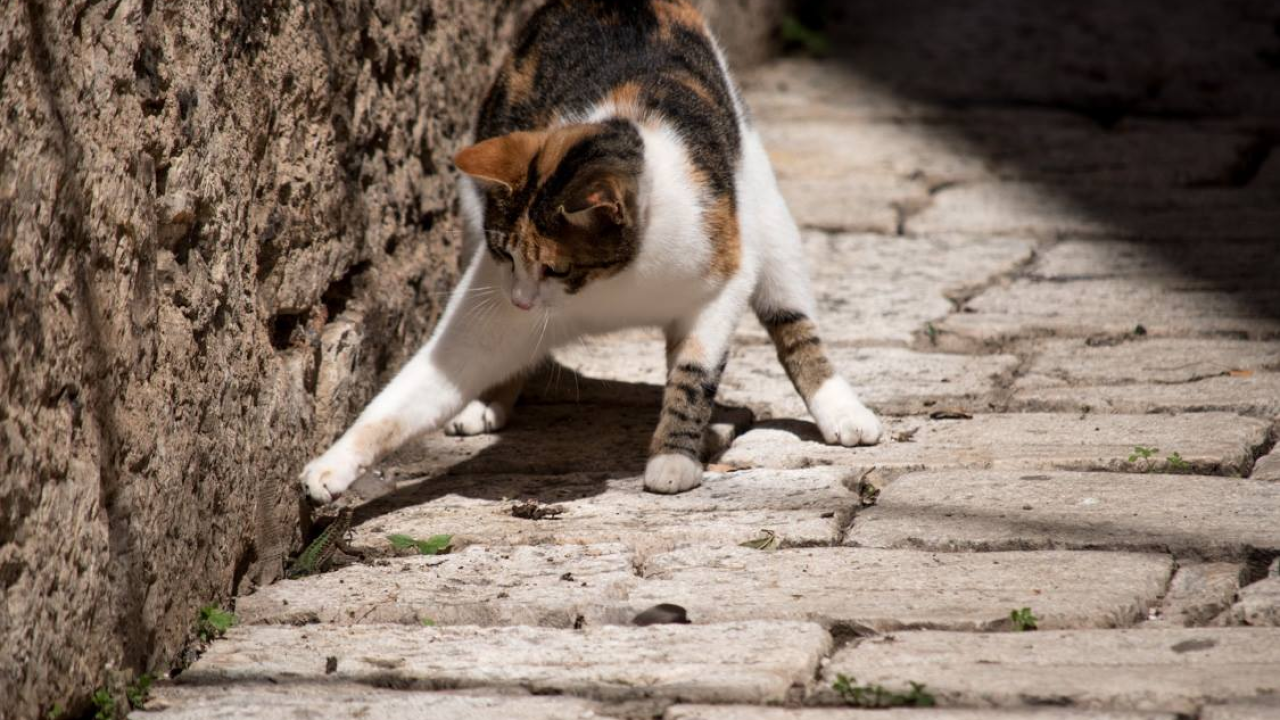 Ovako mačke pokazuju svojim vlasnicima da su sretne