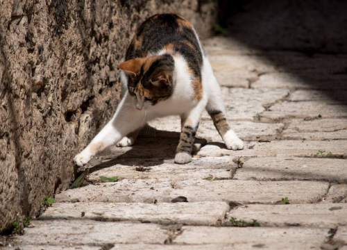 Ovako mačke pokazuju svojim vlasnicima da su sretne
