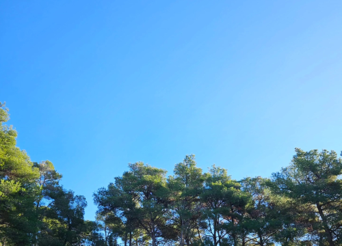 Fotografija 3 - Brojni Šibenčani jutro proveli u šetnji na poluotoku Oštrica