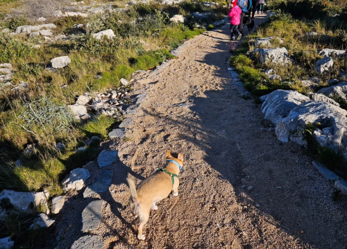 Fotografija 6 - Brojni Šibenčani jutro proveli u šetnji na poluotoku Oštrica