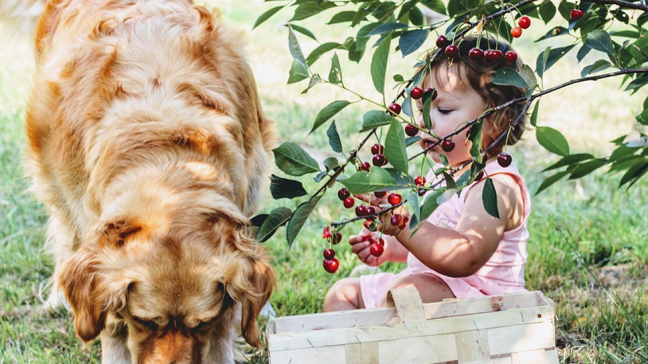Trener pasa tvrdi da su ove četiri pasmine izvrsne s djecom
