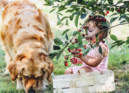 Trener pasa tvrdi da su ove četiri pasmine izvrsne s djecom
