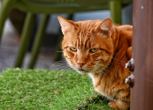 Fotografija 20 - FOTO Đir po gradu, subota 11. siječnja