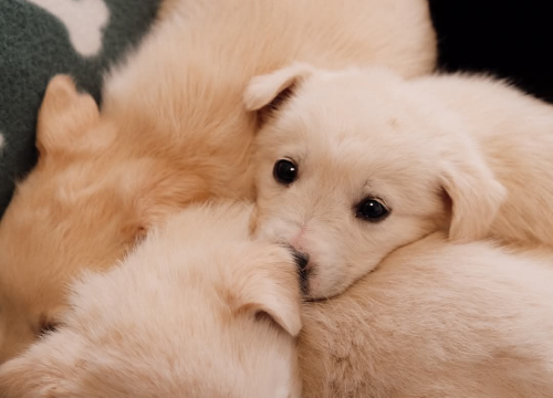 Na groblju u Kninu nađeno je deset štenaca. Sedam ih traži dom