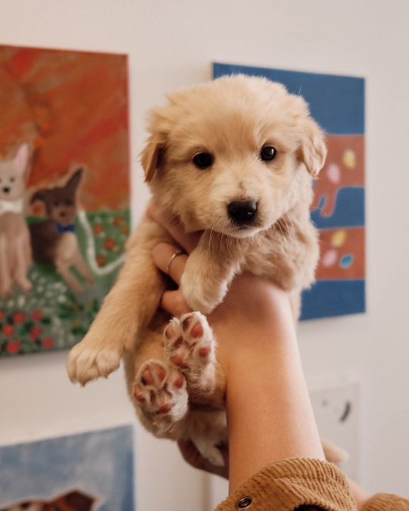 Na groblju u Kninu nađeno je deset štenaca. Sedam ih traži dom