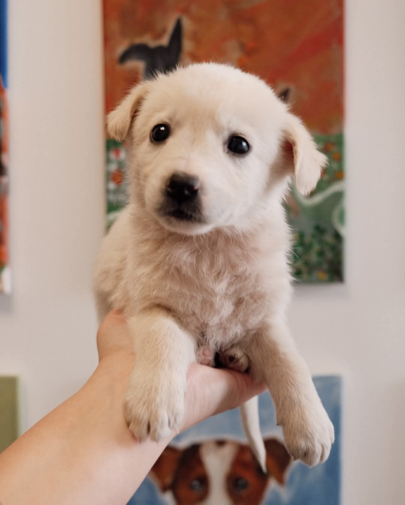 Na groblju u Kninu nađeno je deset štenaca. Sedam ih traži dom