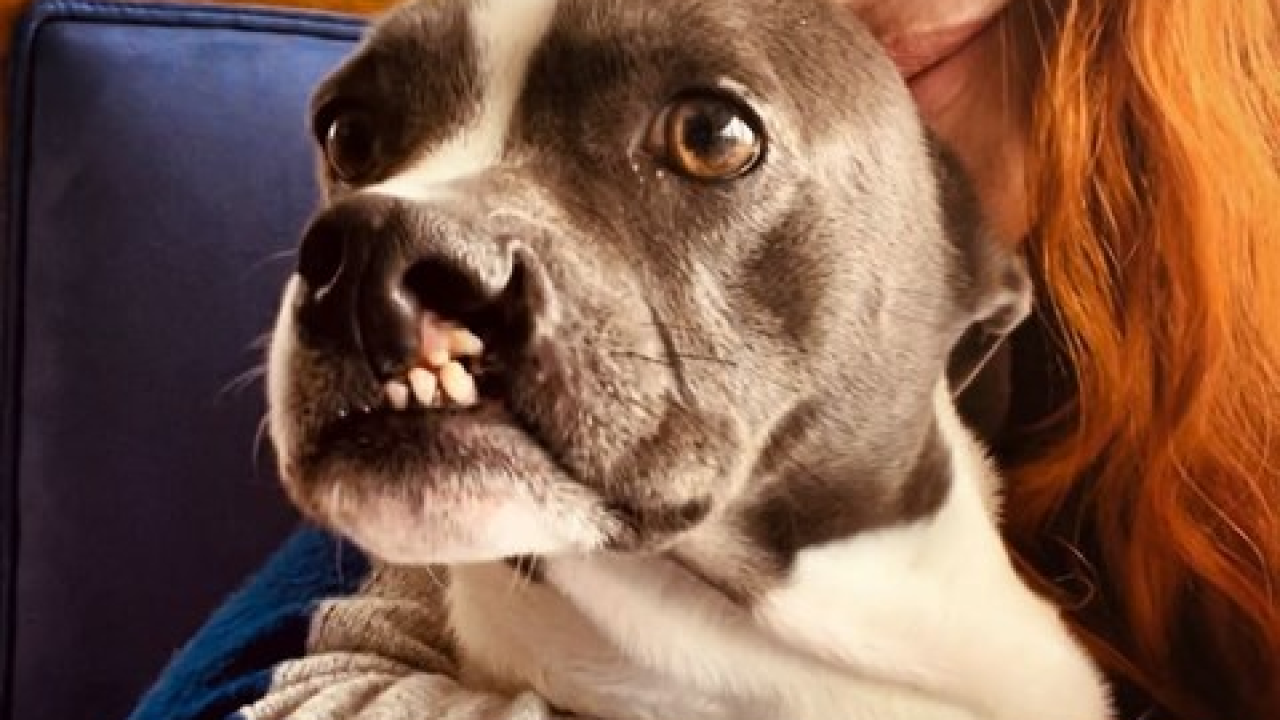 Supruga Gorana Višnjića: Da, pas nam je vegan. Žao mi je što ste hejteri