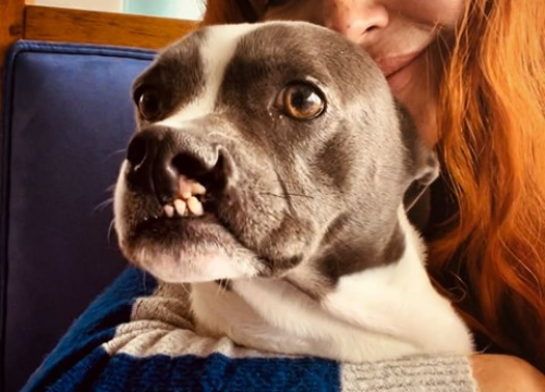 Supruga Gorana Višnjića: Da, pas nam je vegan. Žao mi je što ste hejteri