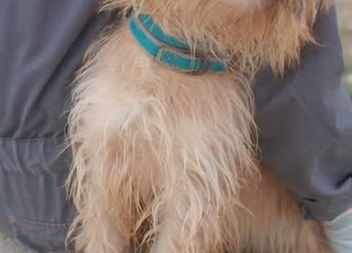 Fotografija 4 - Malena Ziva bila je nečiji kućni psić, teško joj pada život u skloništu i traži novi dom