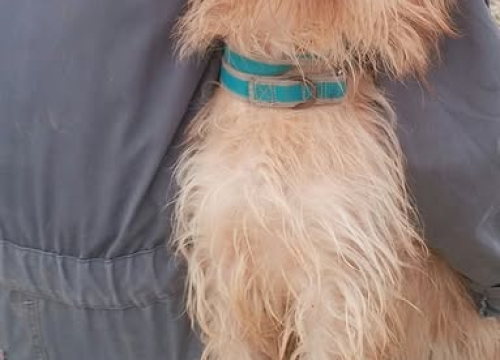 Fotografija 3 - Malena Ziva bila je nečiji kućni psić, teško joj pada život u skloništu i traži novi dom