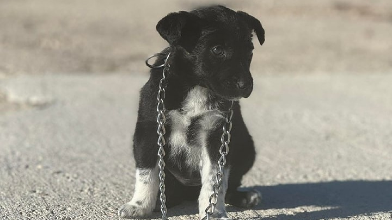 Ekipa iz Šibenskih šapa odabrana za sudjelovanje na edukacijama Akademije Žuta Točka