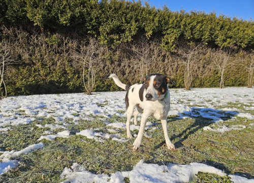 Fotografija 4 - Žac i Oskar iz Šibenskih šapa