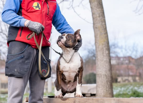 Žac i Oskar predivni su psi, a uz vašu pomoć budućnost im može biti svijetlija