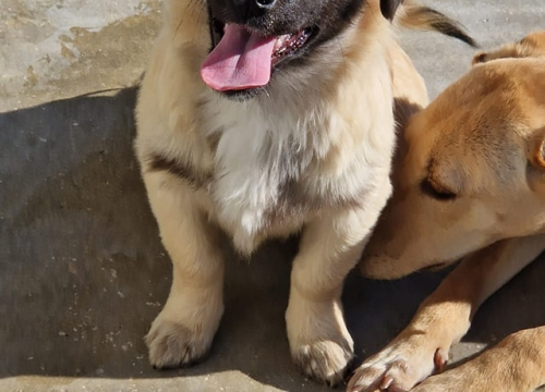 Fotografija 4 - Vrckava kujica Emma traži svoj zauvijek dom