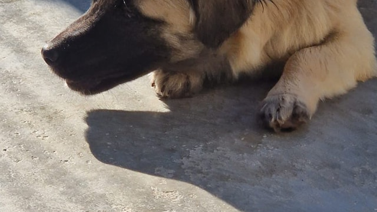 Vrckava kujica Emma traži svoj zauvijek dom