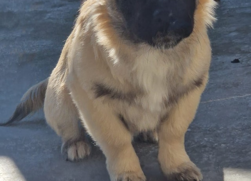 Fotografija 2 - Vrckava kujica Emma traži svoj zauvijek dom