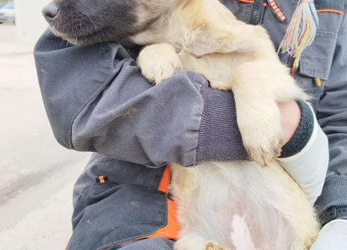 Fotografija 5 - Vrckava kujica Emma traži svoj zauvijek dom