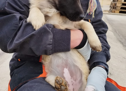 Fotografija 8 - Vrckava kujica Emma traži svoj zauvijek dom